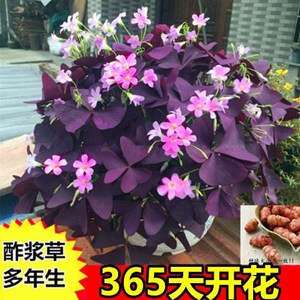 紫花酢浆草 紫花酢浆草品牌 价格 阿里巴巴 紫花酢浆草 紫花酢浆草品牌 价格 阿里巴巴