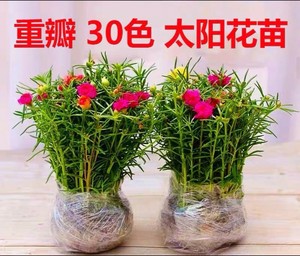 【基地清棚】100支重瓣太阳花苗带根带土球盆栽花苗植物月季花