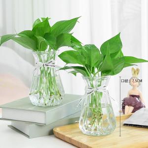 风信子花瓶绿萝草水培透明玻璃瓶子阳台植物花卉盆栽小号花盆