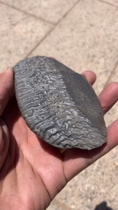 184克新疆罗布泊造型泥石，完整没有伤裂，质地细腻造型独特泥