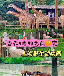 当天可定上海野生动物园双人门票290元