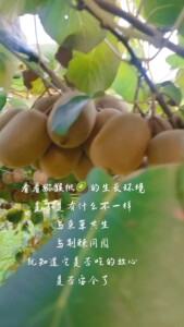 【自家种植 自产自销】江西省宜春市奉新县正宗绿心猕猴桃  时