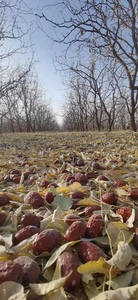 家人们！我家在新疆阿克苏有 20 亩红枣园！我们种的是新疆原