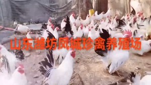 山东凤城珍禽养殖场常年出售白桂，赛拉玛，黑银，婆罗门等各种宠