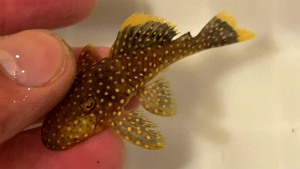 野生黄翅黄珍珠异形鱼 巴西进口 L081异型鱼