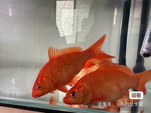 野生红鲤鱼15～18公分 因为鱼缸太小了故出售 望好心人收