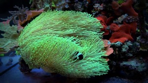 长须二绿非皮珊瑚 荧光笔皮革珊瑚 二绿非皮珊瑚 非常好养