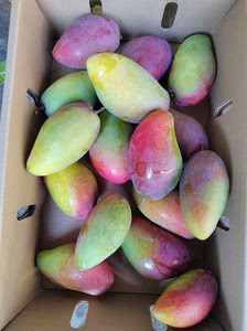 海南三亚树上熟贵妃芒 香甜多汁 每年必吃的芒果五斤装顺丰空运