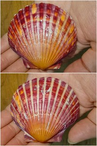 贝壳海螺标本收藏福建产海湾扇贝54-69毫米，价格不一，15