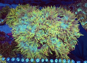 卖！超大颗！蓝底绿须粉点尼罗河珊瑚