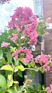 粉花紫薇大树，胸径10cm，500元，自挖自提，地点：武汉金