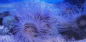 新手海葵，千手佛活体双色千手佛紫色珊瑚海葵海水生物观赏鱼快递
