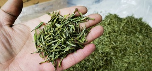 岳西翠兰绿茶叶新茶明前开山小芽茶500g袋装，实拍无美颜。合