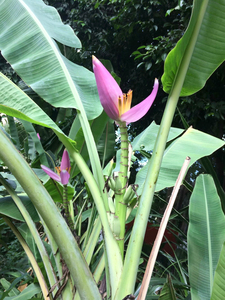 紫苞芭蕉苗紫梦幻蕉，非大蕉粉蕉香蕉，紫苞芭蕉在东南亚庭院园艺