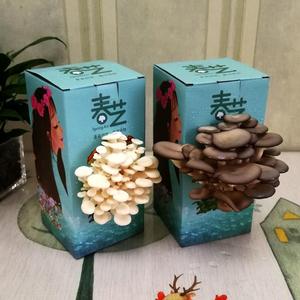 蘑菇盒子食用菌种植包袋桶平菇袋菌包考拉儿童礼品家庭盆栽景正品