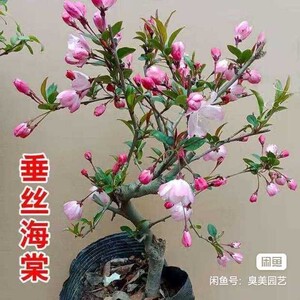 垂丝海棠 一物一拍 带花苞 老桩造型绿植盆栽花卉植物 原土发