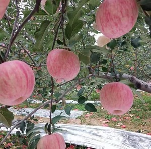 苹果产地是山西省吉县，一级富士苹果一箱净果是8斤到8.5斤，