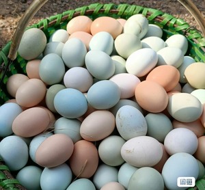 笨鸡蛋，没有饲料，没有抗生素，溜达鸡下的溜达蛋，颜色五彩，特