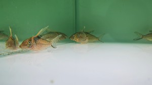 野生巨型罗伯斯鼠鱼到货 尺寸7—10cm