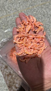 南极磷虾仁肉，去壳虾肉。工厂加工剩下的边角料。适合做猫粮，狗