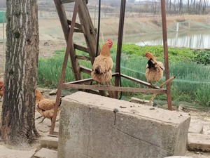 帮我爸卖的在老家正宗农村喂的散养鸡下的土鸡蛋，鸡是散养在田里