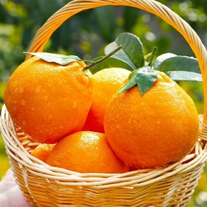 【十斤25.9元】四川耙耙柑正宗春见当应季新鲜水果丑橘子粑粑