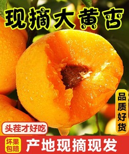 大黄杏水果新鲜应季酸甜陕西大黄杏子1/6/10斤现摘金太阳整