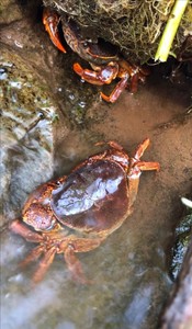 永嘉小溪里的山螃蟹，小时候的味道，需要的联系，得提前预定，数