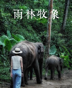 西双版纳野象谷门票  西双版纳雨林牧象 随买随用 与大象亲密