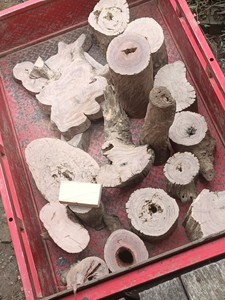 杜英木土埋树根造型特别，尺寸如图所示，已打磨抛光过，仅有两块