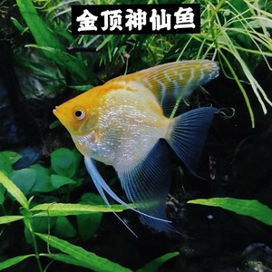 【限时特价】金顶神仙鱼，3条20包邮，神仙鱼热带鱼小型鱼