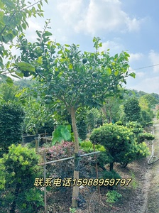 台州路桥葡萄柚，各类苗木批发基地