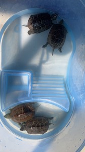 草龟，小的，8cm价格15一个，便宜出售，刚过冬结束