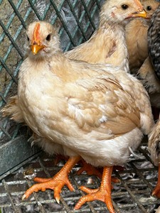三黄土二鸡项  母鸡  续养  中鸡  鸡群健康疫苗齐全