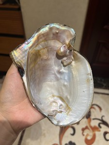 天然巴洛克珍珠蚌壳 搭壳 可以放东西做装饰   当摆件背景