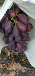 自己繁育品种葡萄，品种多样，有保障，大型苗木基地，