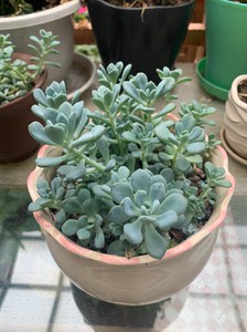 多肉雪影 多肉雪影品牌 价格 阿里巴巴