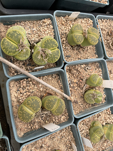 生石花种子黄绿日轮c389种孑每份100粒30元