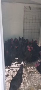 五黑鸡大公鸡种鸡，出五黑鸡种蛋，受精蛋，可孵化小鸡的乌鸡蛋。