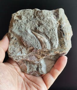 爪齿鱼牙齿化石和盾皮鱼骨板化石，云南武定泥盆纪产。牙齿长3.