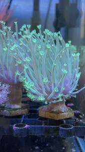 软体珊瑚，荧光笔皮革珊瑚，金针菇珊瑚，二绿非皮，长须皮革珊瑚