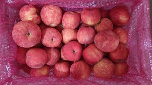 三门峡灵宝市寺河山苹果，自家果园，现摘现发，苹果级别不同，价