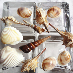天然贝壳海螺 刺螺 鱼缸水族箱布景造景装饰品 天然摆件艺术海底