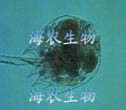 海水轮虫 海水微藻 海水小球藻 浮游珊瑚粮 鱼虾蟹苗开口活饵！！