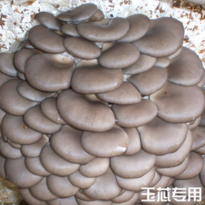 灰黑平菇菌种母种一级种试管种原种二级种三级种栽培种食用菌种子