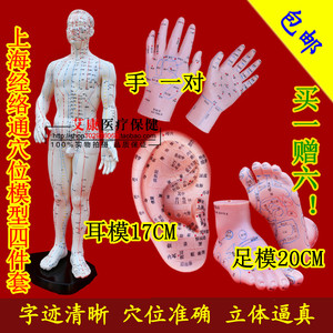 包邮上海经络通人体穴位模型四件套针灸按摩模型耳膜手模足模赠图