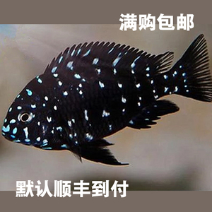 珍珠蝴蝶鱼 三湖慈鲷 坦雕 观赏鱼 热带鱼 蓝面珍珠蝴蝶鱼