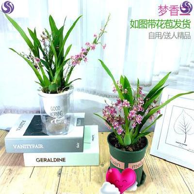 室闪盆栽客厅禄植四季室内盆摘植物棚花卉梦香兰文心兰带花苞 阿里巴巴找货神器 室闪盆栽客厅禄植四季室内盆摘植物棚花卉梦香兰文心兰带花苞 阿里巴巴找货神器