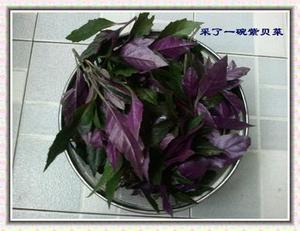 新鲜蔬菜新鲜紫贝菜紫贝菜家常菜500g/6元一斤