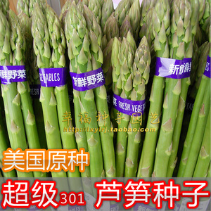 【美国超级301芦笋种子】蔬菜子 进口种子 多年生蔬菜种子
